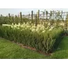 Taxus media RISING STAR ®