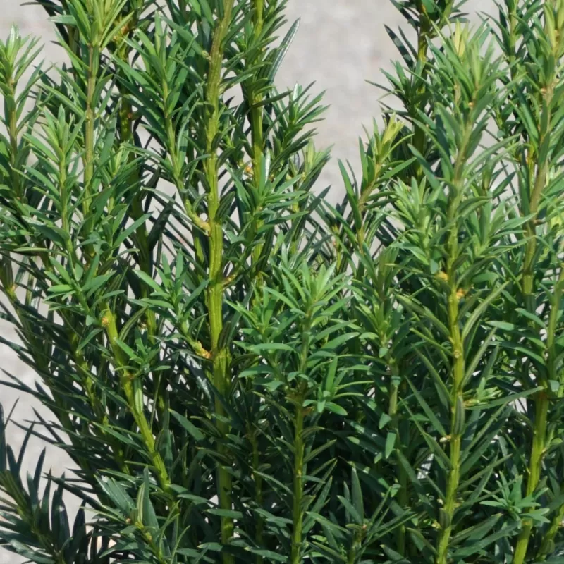 Taxus media RISING STAR ®