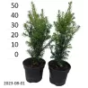 Taxus media RISING STAR ®