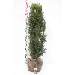 Taxus media RISING STAR ®