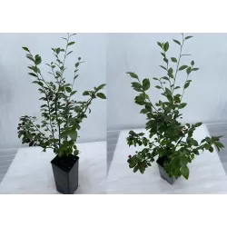 Blizgantysis kaulenis - Cotoneaster lucidus