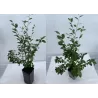 Blizgantysis kaulenis - Cotoneaster lucidus