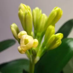 Klivija persikinė - Clivia miniata PEACH