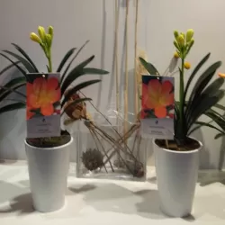 Klivija persikinė - Clivia miniata PEACH