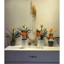 Klivija persikinė - Clivia miniata PEACH