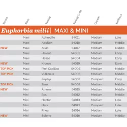 Karpažolė - Euphorbia milii HECTOR