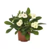 Euphorbia milii HECTOR