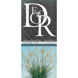 Pūkuotūjų soruolių sodinukai su pristatymu į namus