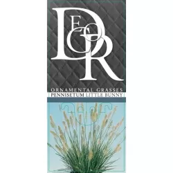 Pūkuotūjų soruolių sodinukai su pristatymu į namus