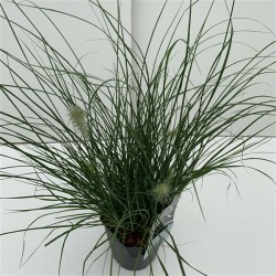 Pūkuotūjų soruolių sodinukai su pristatymu į namus