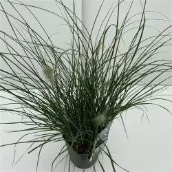 Pūkuotūjų soruolių sodinukai su pristatymu į namus