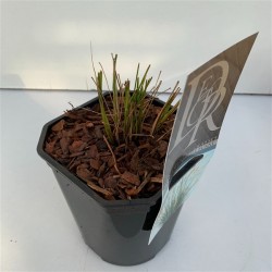 Pūkuotūjų soruolių sodinukai su pristatymu į namus