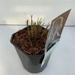 Pūkuotūjų soruolių sodinukai su pristatymu į namus