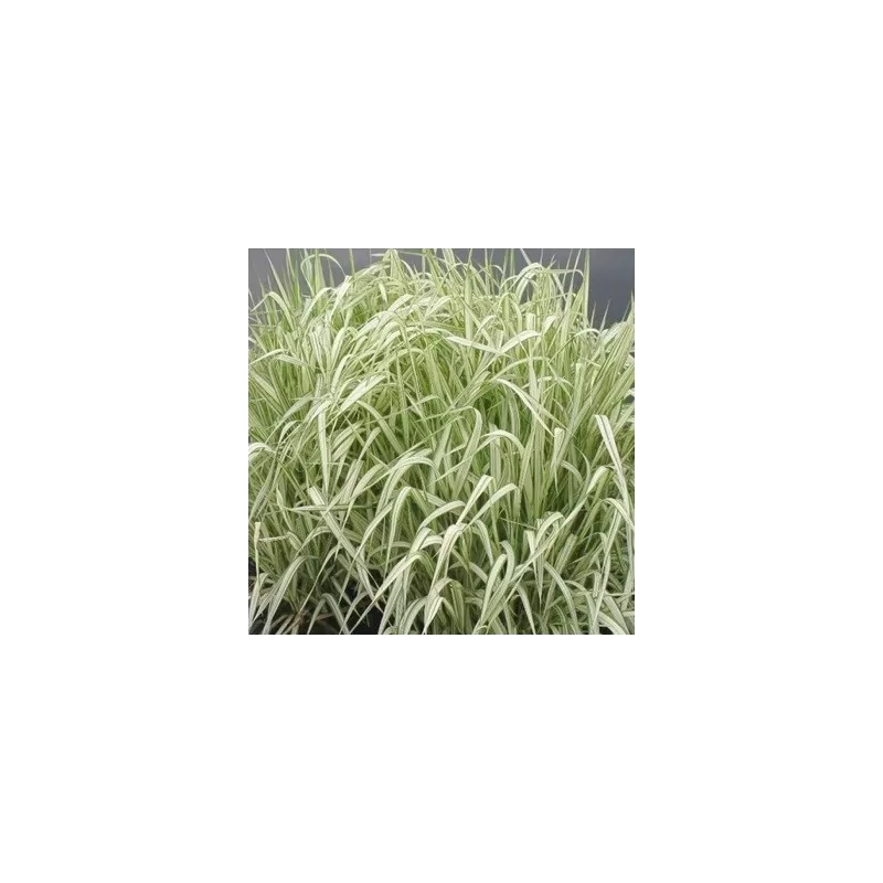 Vandeninė monažolė - Glyceria maxima Variegata P15C3.5