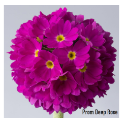 Dantytalapė raktažolė - Primula denticulata DEEP ROSE