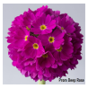 Dantytalapė raktažolė - Primula denticulata DEEP ROSE