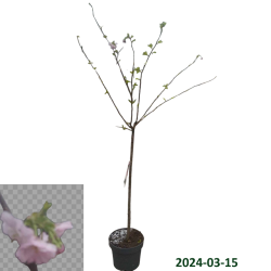 Rausvoji vyšnia (sakura) - Prunus subhirtella AUTUMNALIS ROSEA