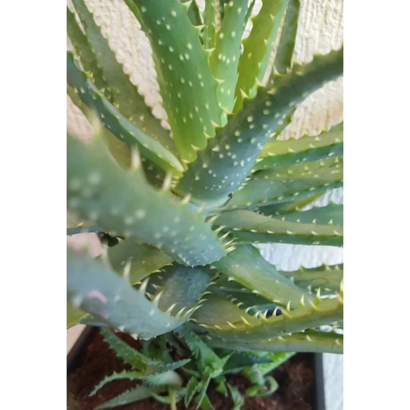 Medėjantysis alavijas - Aloe arborescens su pristatymu į namus