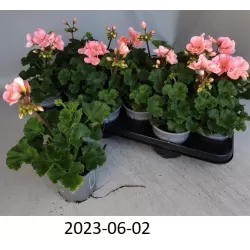 Pelargonium zonale LISA