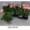 Pelargonium zonale LISA