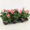 Pelargonium zonale LISA