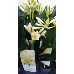 Klivija citrininė geltona - Clivia miniata var. citrina Yellow Star
