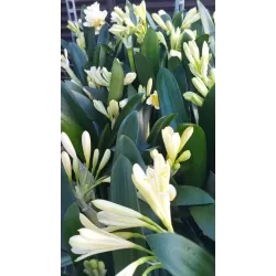 Klivija citrininė geltona - Clivia miniata var. citrina Yellow Star