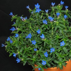 Gulsčioji litodora - Lithodora (Glandora) difusa HEAVENLY BLUE