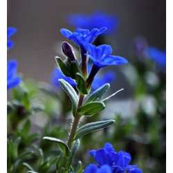Gulsčioji litodora - Lithodora (Glandora) difusa HEAVENLY BLUE