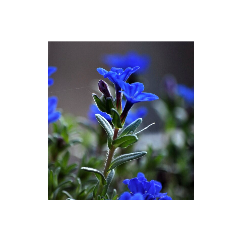 Lithodora (Glandora) difusa HEAVENLY BLUE