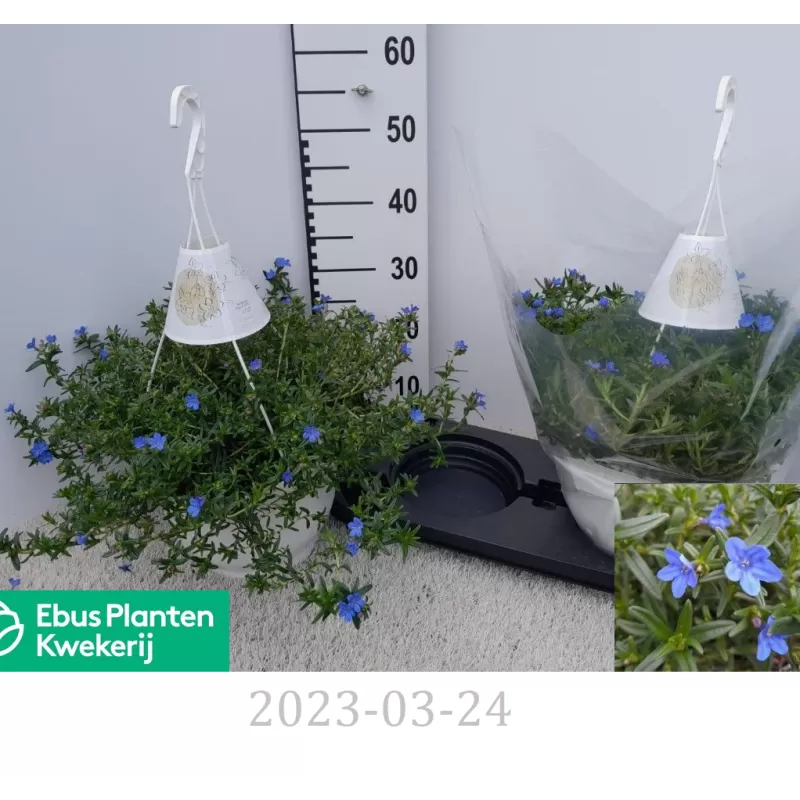 Gulsčioji litodora - Lithodora (Glandora) difusa HEAVENLY BLUE