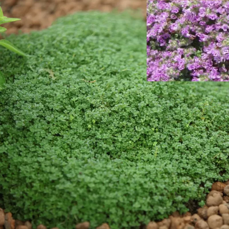 Ankstyvasis čiobrelis - Thymus praecox MINOR