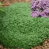 Ankstyvasis čiobrelis - Thymus praecox MINOR