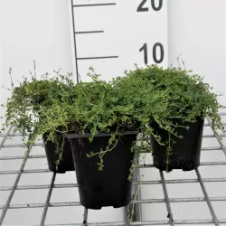 Thymus praecox ALBIFLORUS