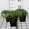 Ankstyvasis čiobrelis baltažiedė f. - Thymus praecox ALBIFLORUS