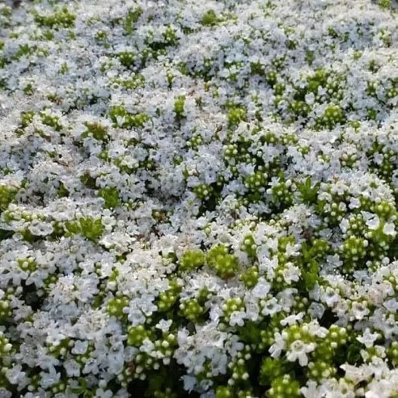 Ankstyvasis čiobrelis baltažiedė f. - Thymus praecox ALBIFLORUS