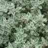 Thymus citriodorus SILVER QUEEN