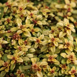 Thymus citriodorus AUREUS