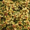 Thymus citriodorus AUREUS