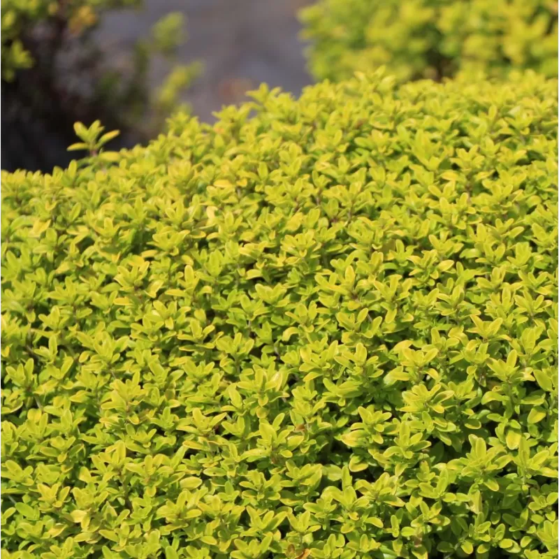 Thymus citriodorus AUREUS