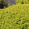 Thymus citriodorus AUREUS