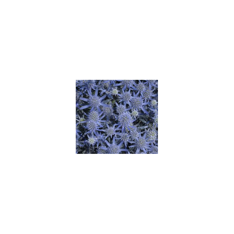 Plokščialapė zunda  - Eryngium planum  Blue Glitter P11X11X11