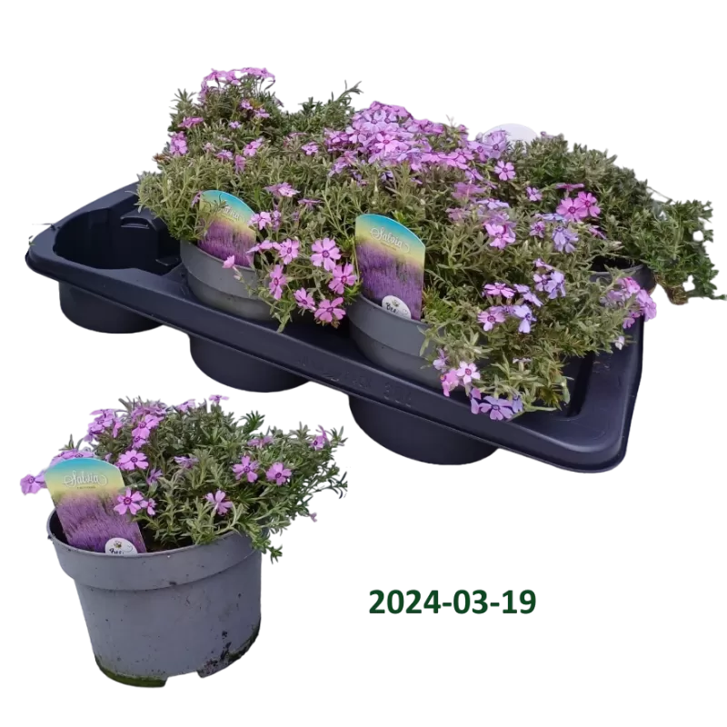 Ylalapis flioksas - Phlox subulata Fabulous Dark Rose Eye