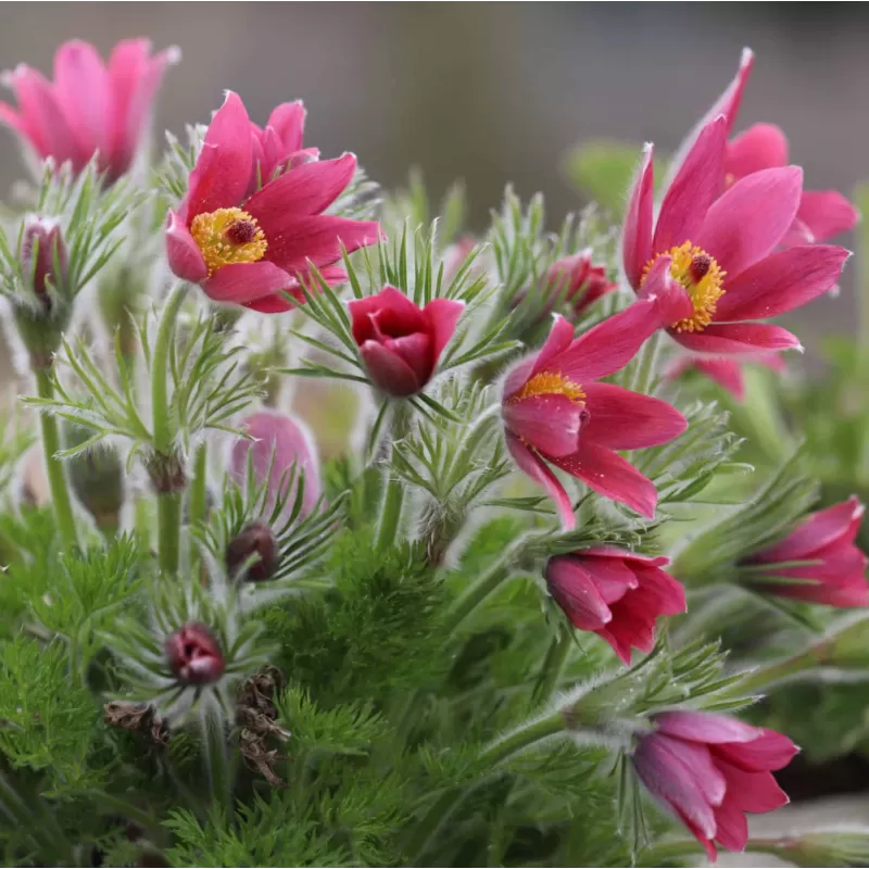 Šilagėlė - Anemone pulsatilla vulgaris Röde Klokke