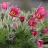 Šilagėlė - Anemone pulsatilla vulgaris Röde Klokke