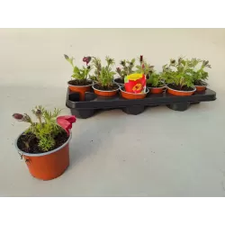 Šilagėlė - Anemone pulsatilla vulgaris Röde Klokke