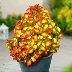 Garden plants/Trees/Flowers/ web-shop