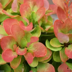 Garden plants/Trees/Flowers/ web-shop