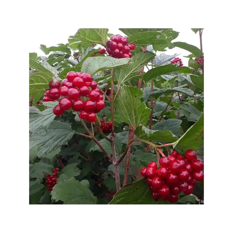 Augalai internetu - Latvijas valsts meži LVM Sēklas un stādi