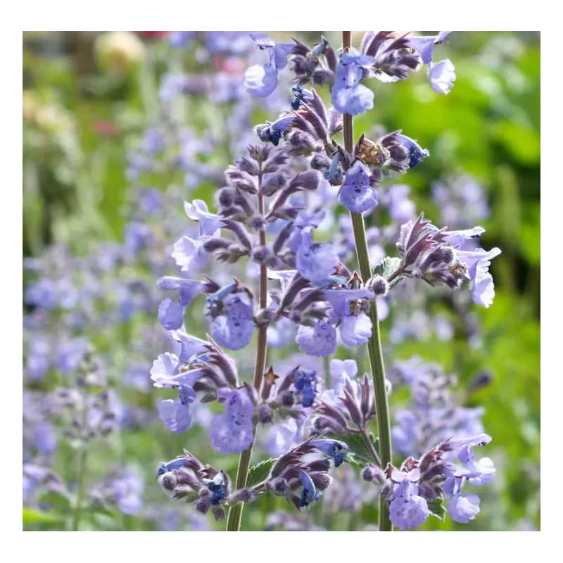 - Nepeta SIX HILLS GIANT